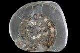 Polished Ammonite (Dactylioceras) Half - England #103787-1